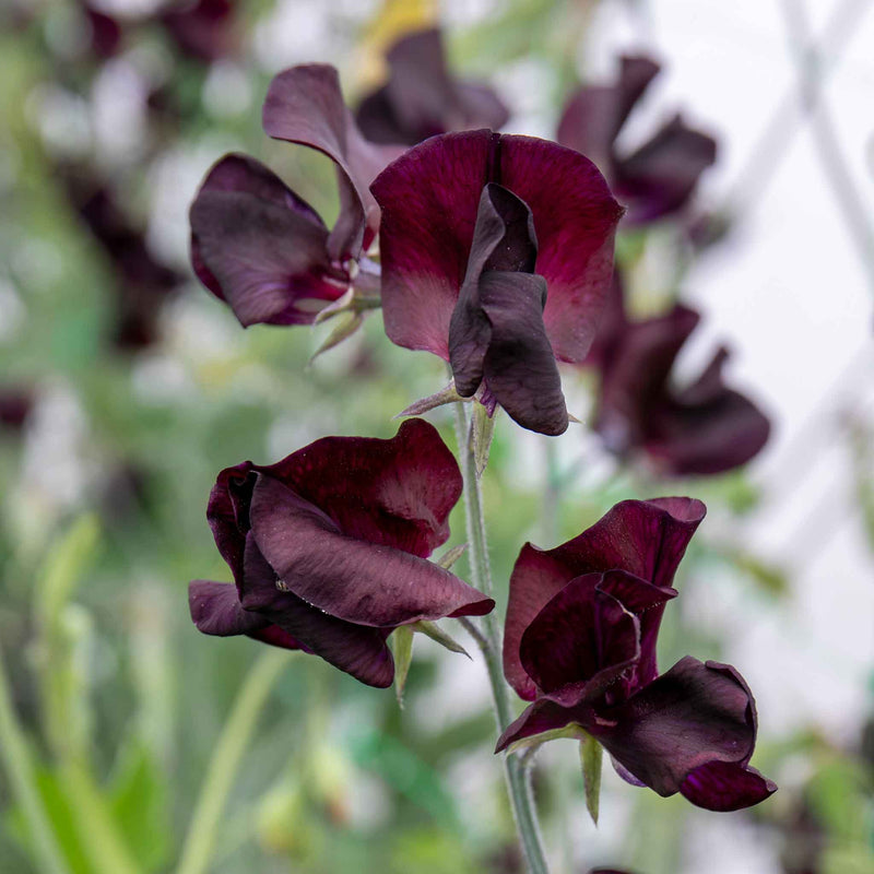 Sweet Pea Plant 'Almost Black'