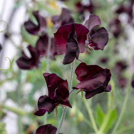 Sweet Pea Plant 'Almost Black'