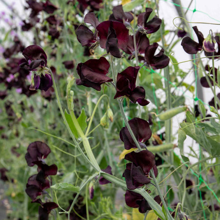 Sweet Pea Plant 'Almost Black'