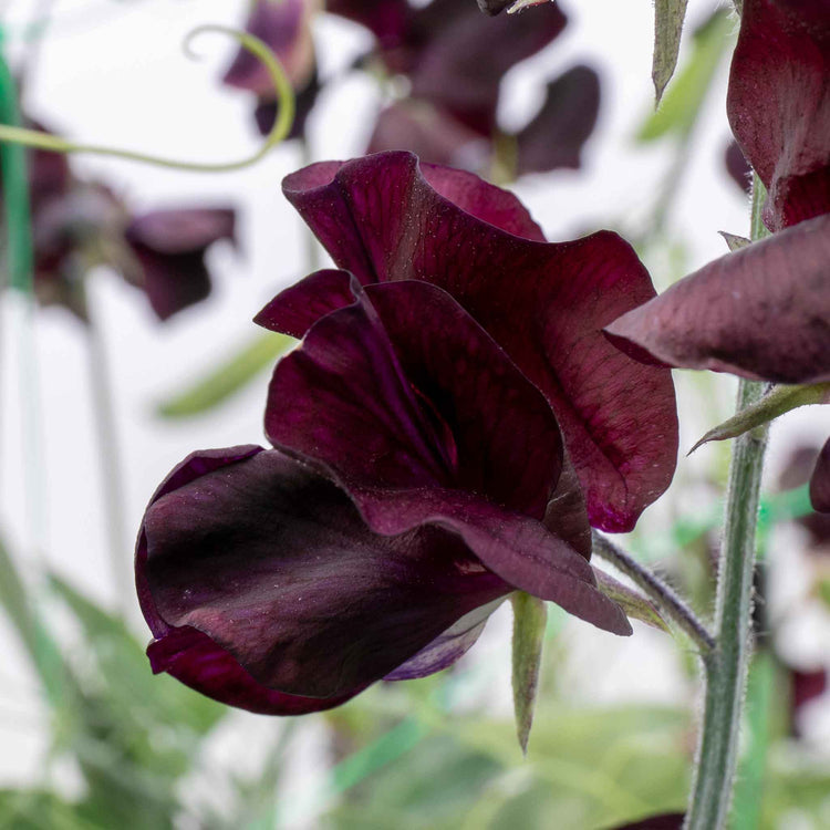 Sweet Pea Plant 'Almost Black'