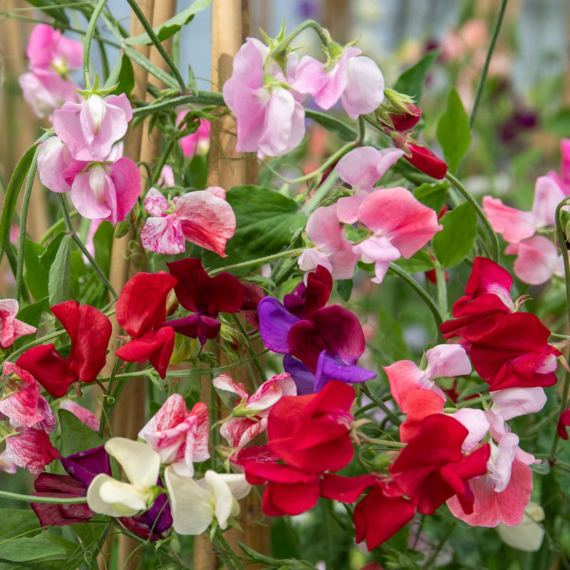 Sweet Pea Plant 'Old Fashioned Mix'