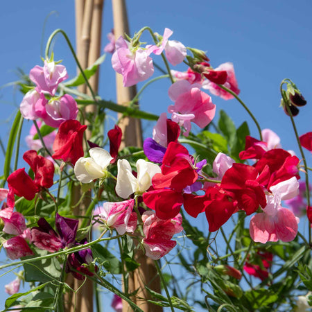 Sweet Pea Plant 'Old Fashioned Mix'