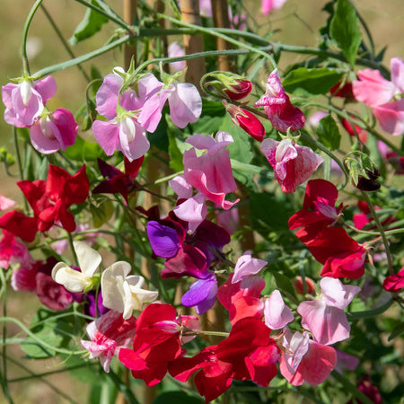 Sweet Pea Plant 'Old Fashioned Mix'