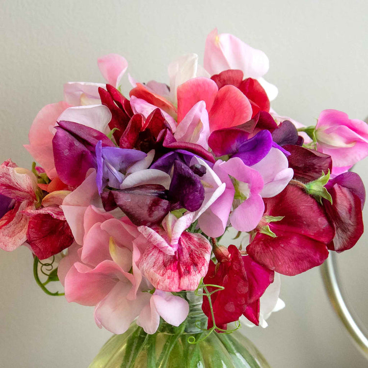 Sweet Pea Plant 'Old Fashioned Mix'