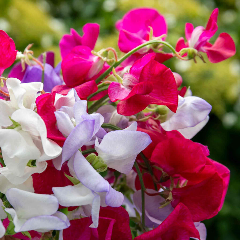 Sweet Pea Seeds 'Old Fashioned Selection'