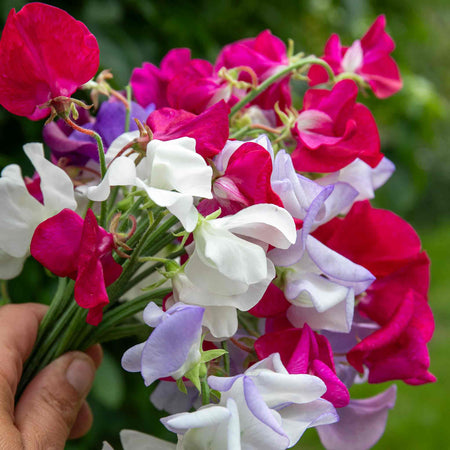 Sweet Pea Seeds 'Old Fashioned Selection'
