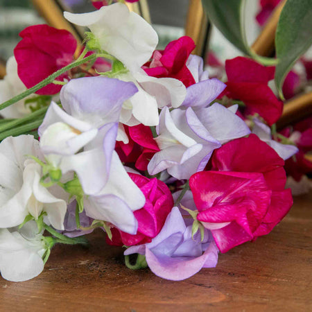 Sweet Pea Seeds 'Old Fashioned Selection'