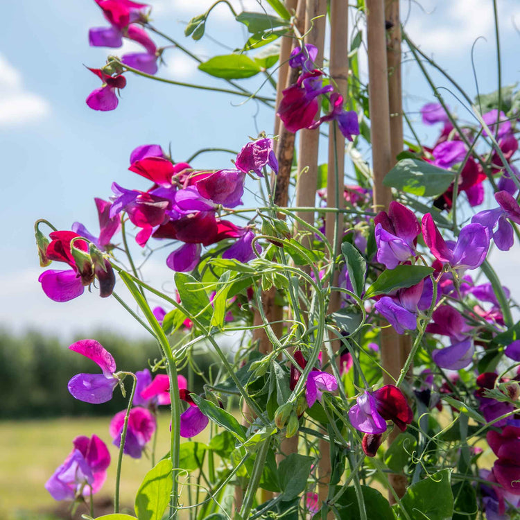 Sweet Pea Plant 'Cupani'