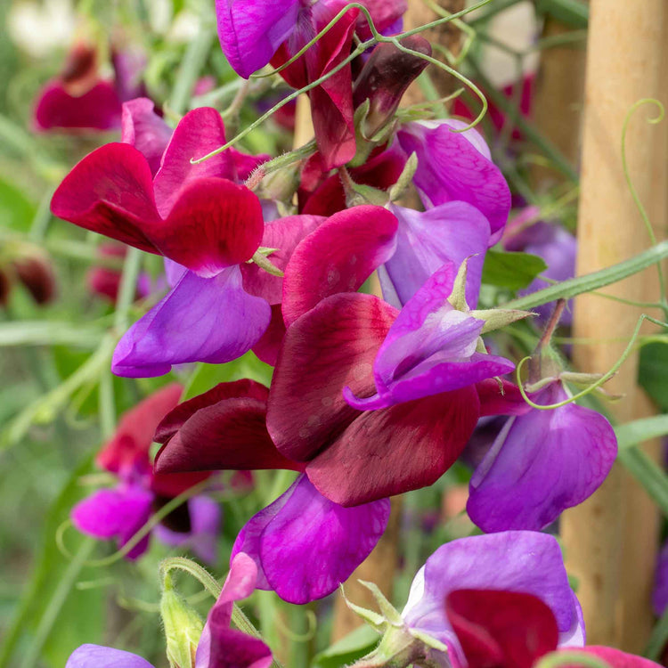 Sweet Pea Seeds 'Cupani'