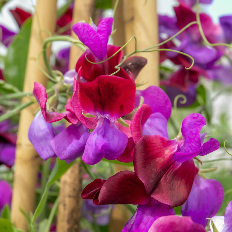 Sweet Pea Plant 'Cupani'