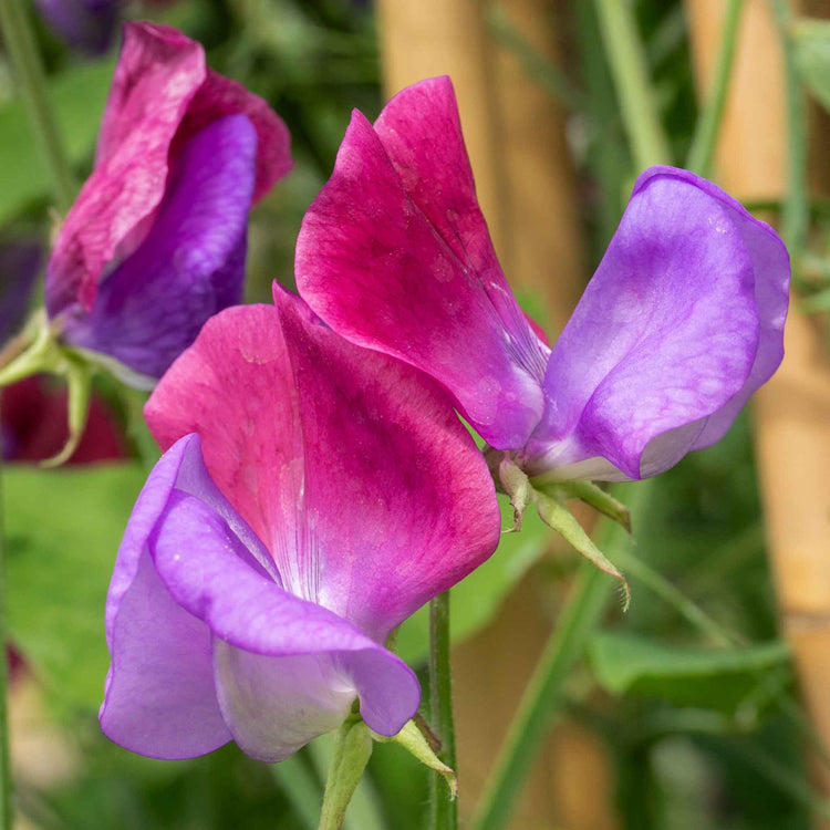 Sweet Pea Plant 'Cupani'