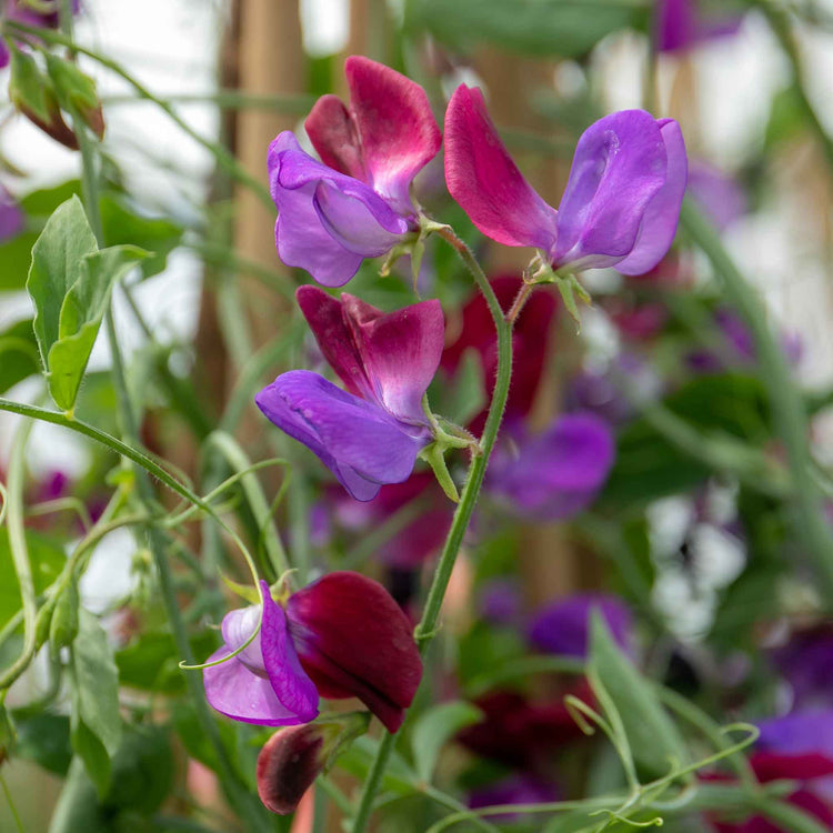 Sweet Pea Plant 'Cupani'