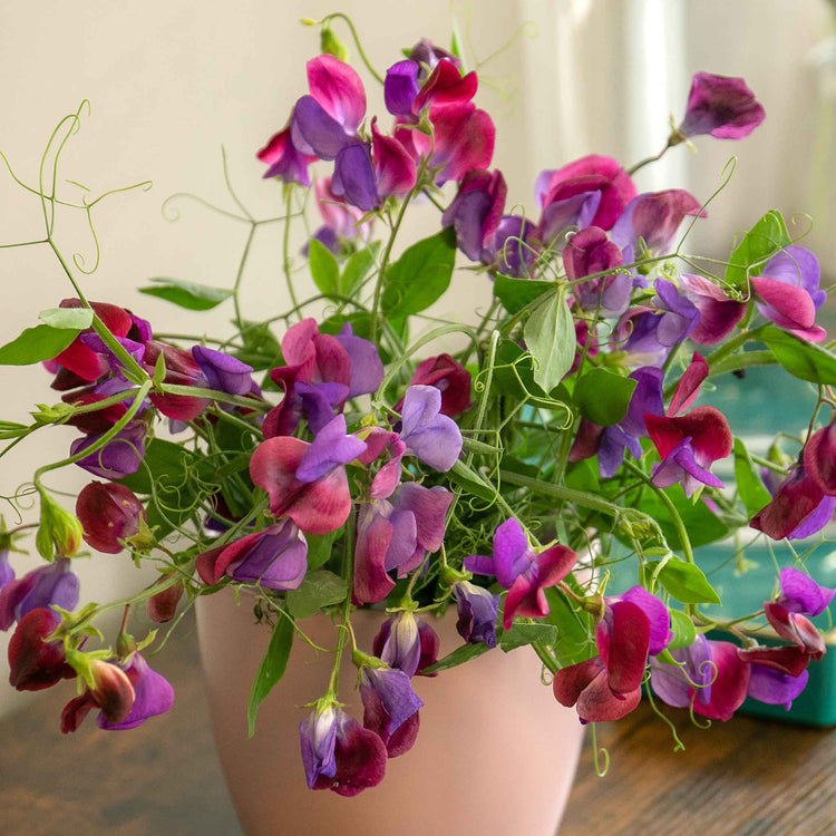 Sweet Pea Plant 'Cupani'