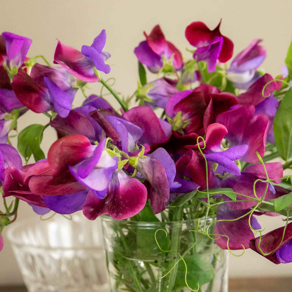 Sweet Pea Plant 'Cupani'