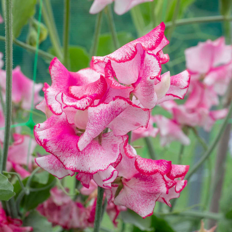 Sweet Pea Plant 'Raspberry Sundae'