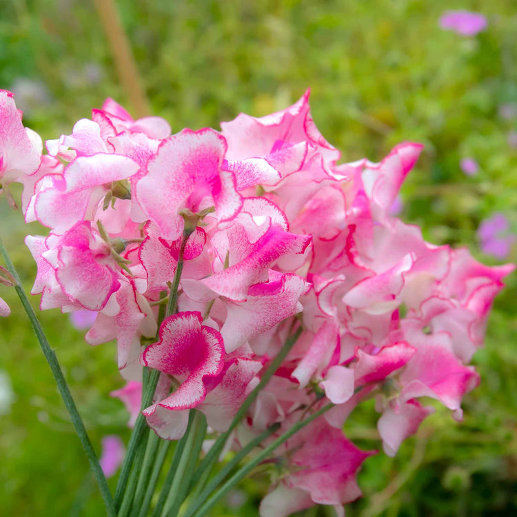 Sweet Pea Plant 'Raspberry Sundae'