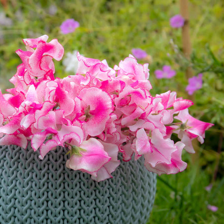 Sweet Pea Plant 'Raspberry Sundae'