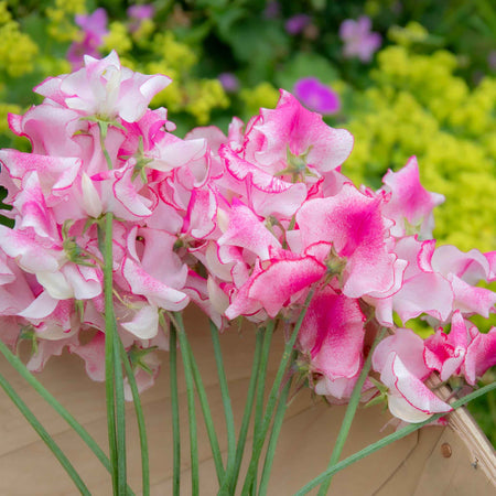 Sweet Pea Plant 'Raspberry Sundae'