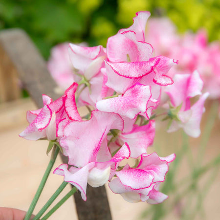 Sweet Pea Plant 'Raspberry Sundae'