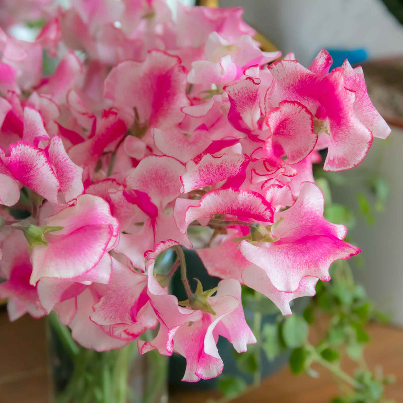 Sweet Pea Plant 'Raspberry Sundae'