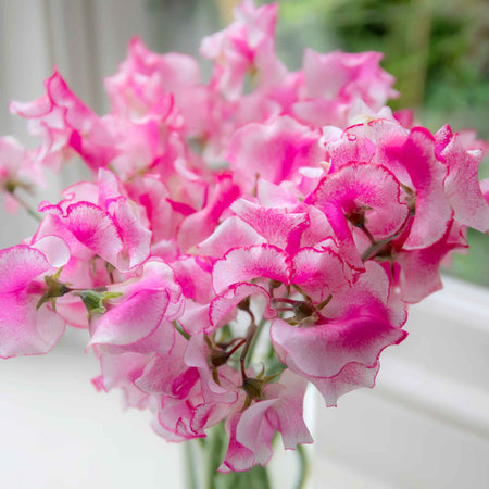 Sweet Pea Plant 'Raspberry Sundae'