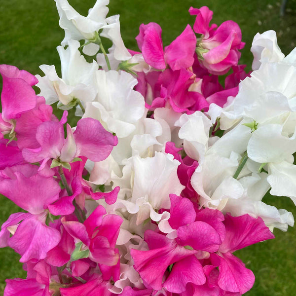 Sweet Pea Plant 'Strawberries and Cream'