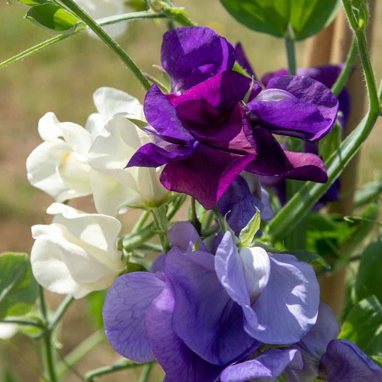 Sweet Pea Plant 'Rhythm and Blues Mix'