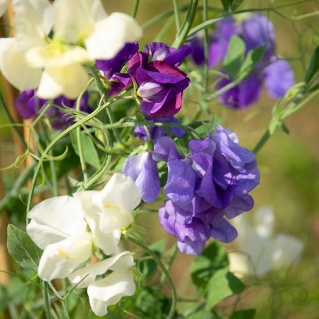 Sweet Pea Plant 'Rhythm and Blues Mix'