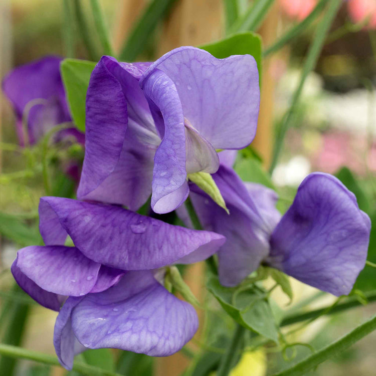 Sweet Pea Plant 'Rhythm and Blues Mix'