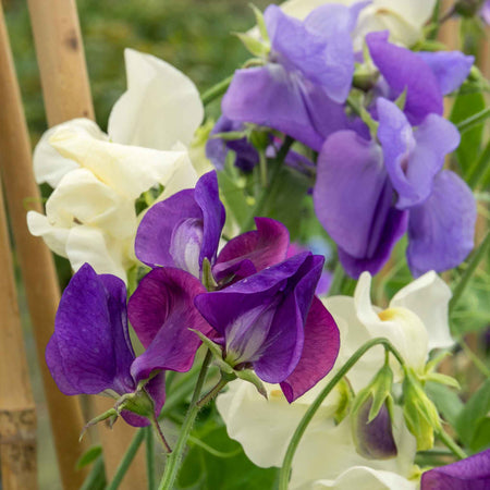 Sweet Pea Plant 'Rhythm and Blues Mix'