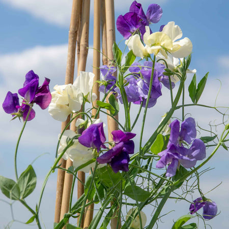 Sweet Pea Plant 'Rhythm and Blues Mix'