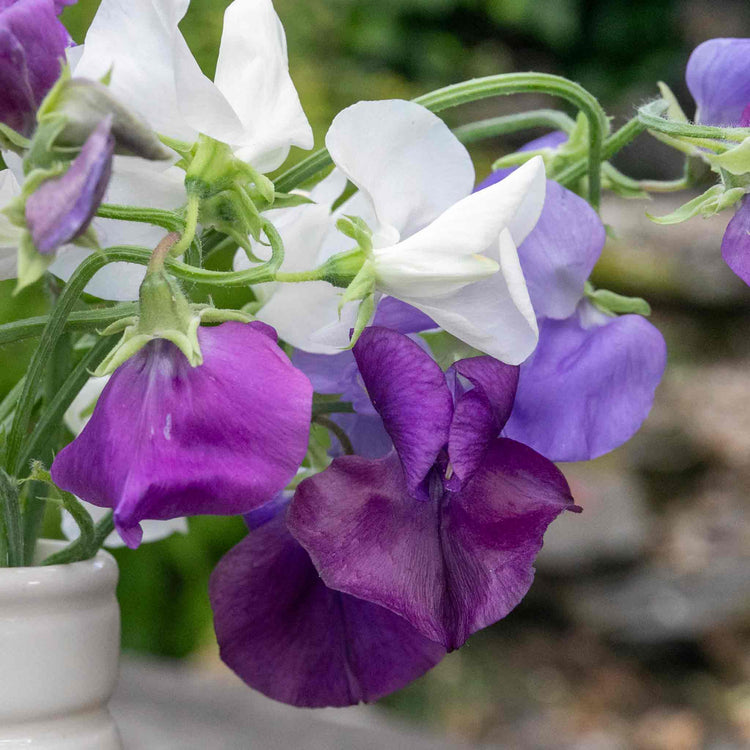 Pea Rithm Sweet Pea Plant 'Rhythm and Blues Mix' | Marshalls Garden