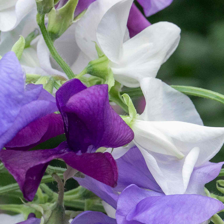 Pea Rithm Sweet Pea Plant 'Rhythm and Blues Mix' | Marshalls Garden