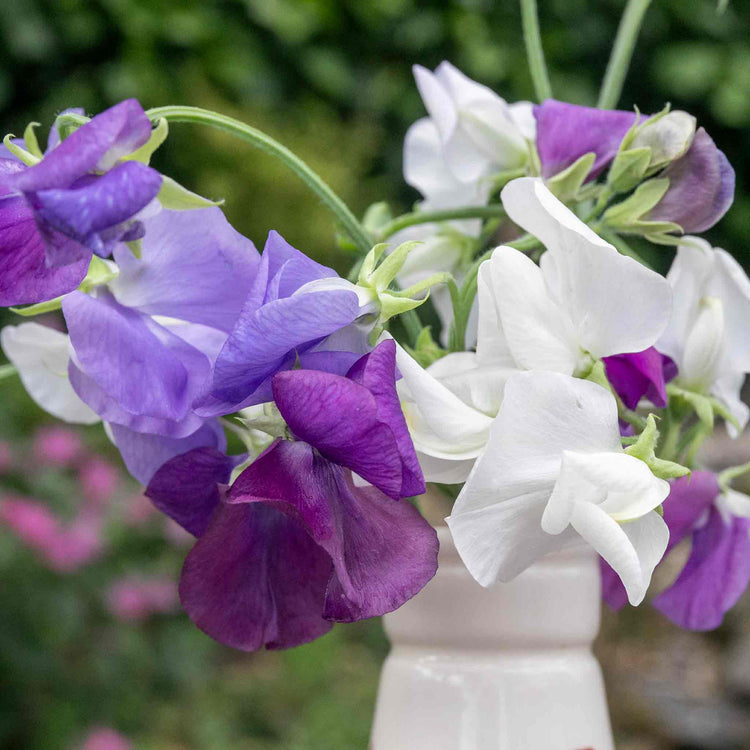 Pea Rithm Sweet Pea Plant 'Rhythm and Blues Mix' | Marshalls Garden