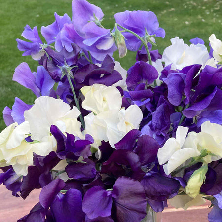 Sweet Pea Plant 'Rhythm and Blues Mix'