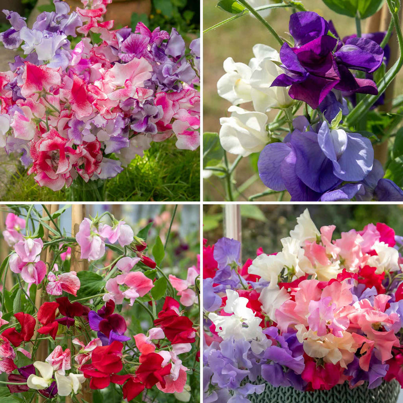 Sweet Pea Plants 'Marshalls Selection'