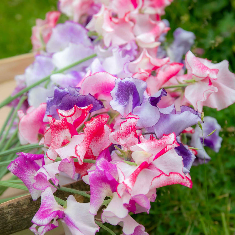 Sweet Pea Plant 'Unwins Ripple Mix'