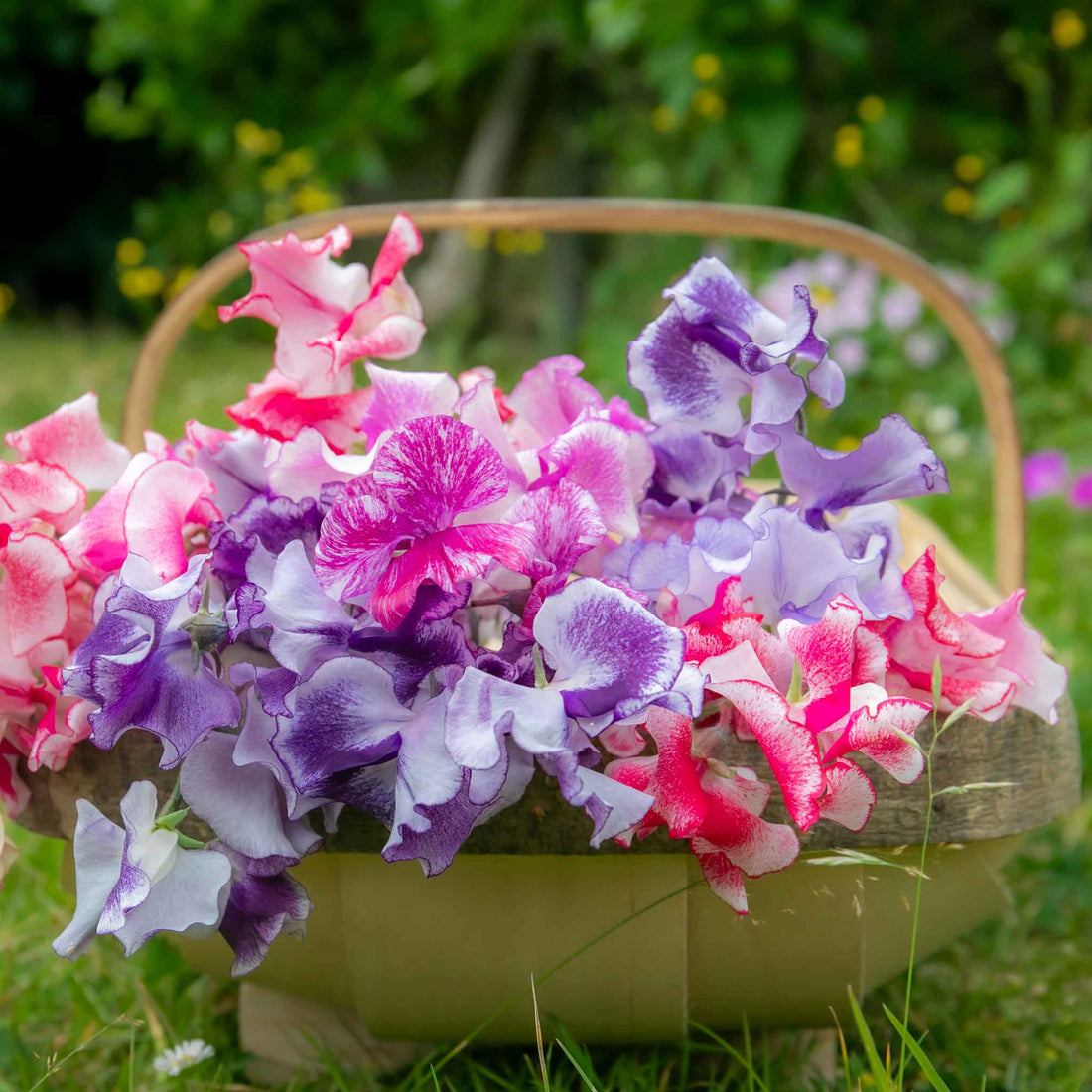 Sweet Pea Plant 'Unwins Ripple Mix' | Marshalls Garden
