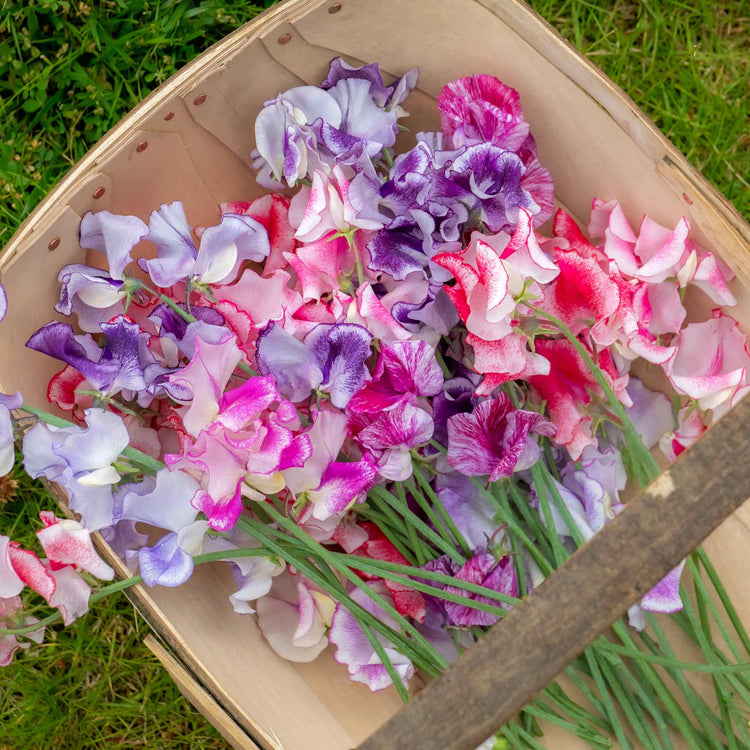 Sweet Pea Plant 'Unwins Ripple Mix'