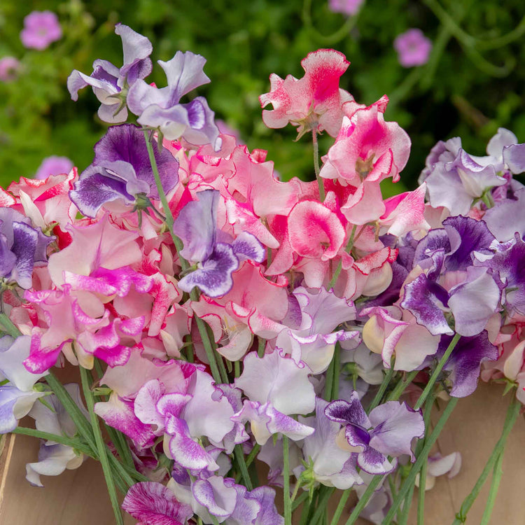 Sweet Pea Plant 'Unwins Ripple Mix'