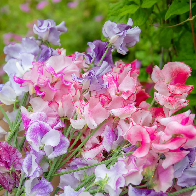 Sweet Pea Plant 'Unwins Ripple Mix'