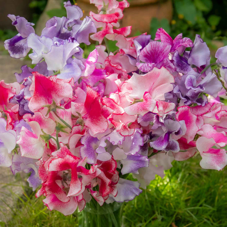 Sweet Pea Plant 'Unwins Ripple Mix'