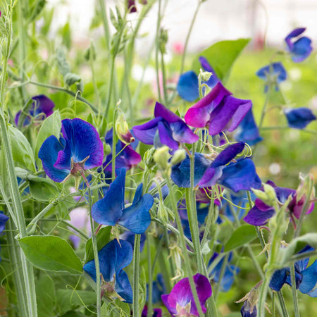 Sweet Pea Plant 'Wings of Blue'