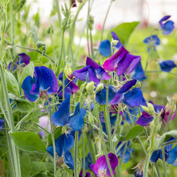 Sweet Pea Plant 'Wings of Blue'