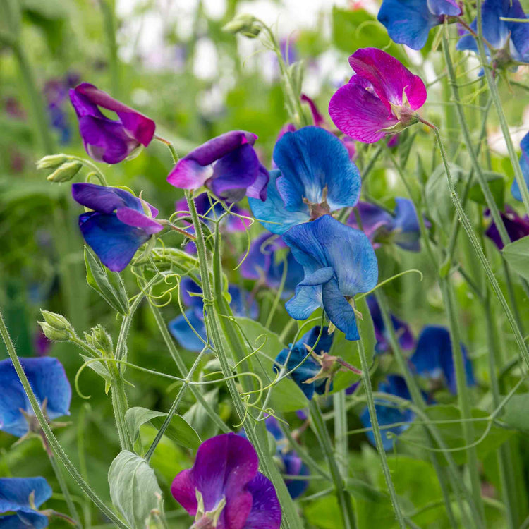 Sweet Pea Plant 'Wings of Blue'