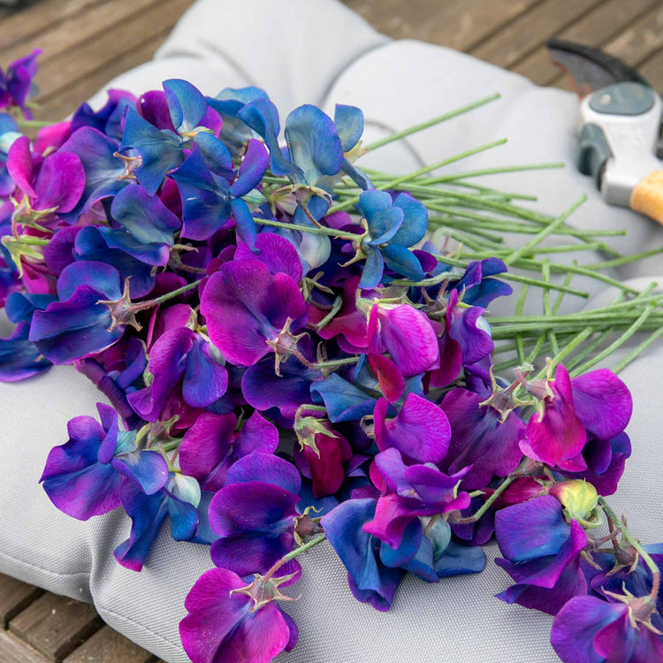 Sweet Pea Seeds 'Wings Of Blue'
