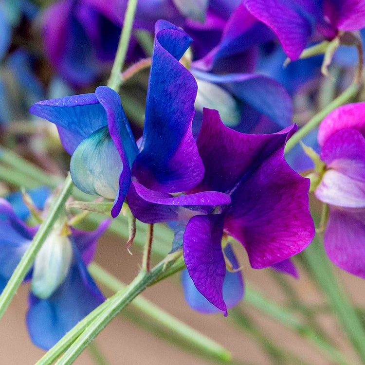 Sweet Pea Seeds 'Wings Of Blue'