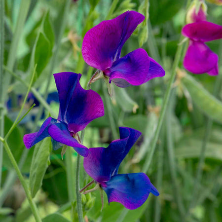 Sweet Pea Seeds 'Wings Of Blue'