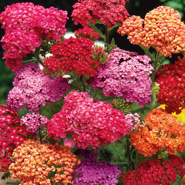 Achillea Plant 'Summer Berries Mixed'