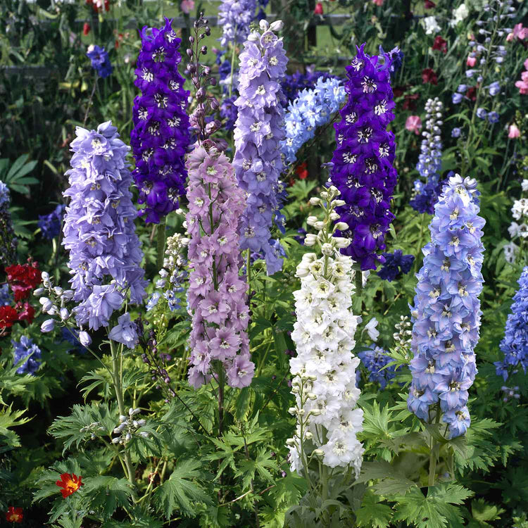 Delphinium Plant 'Magic Fountains Mix'